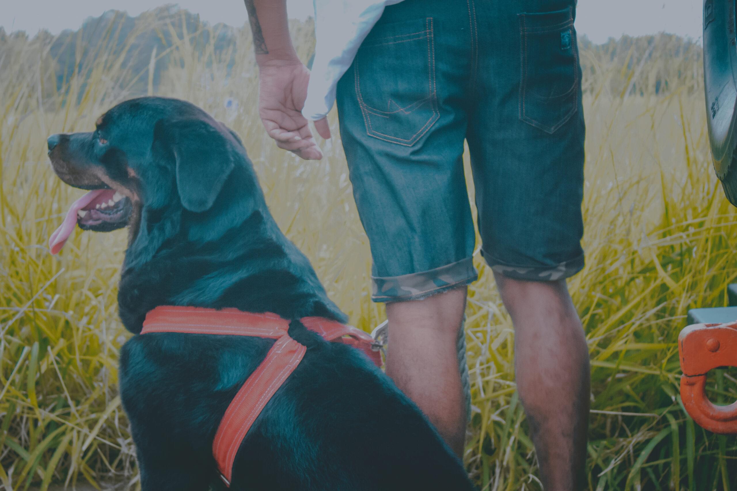 Mens Colordo Denim Short - Image 5